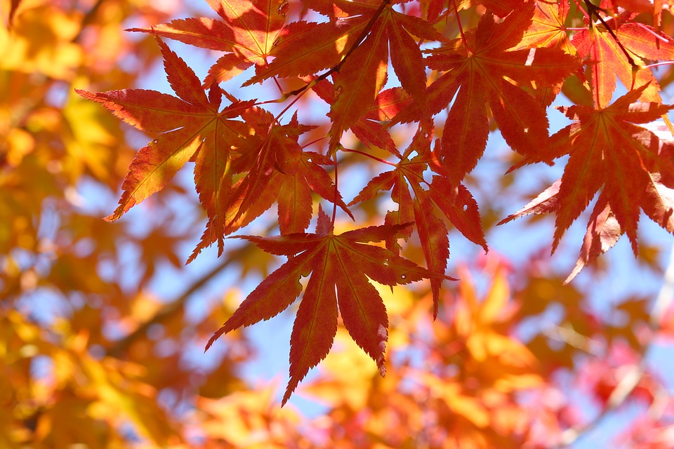 Locaties dicht in herfstvakantie